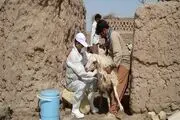 واکسیناسیون بیش از 60 هزار راس دام سبک بر علیه بیماری آبله و شاربن در خلیل آباد