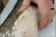 از عجائب طبیعت در شکم این ماهی /فیلم