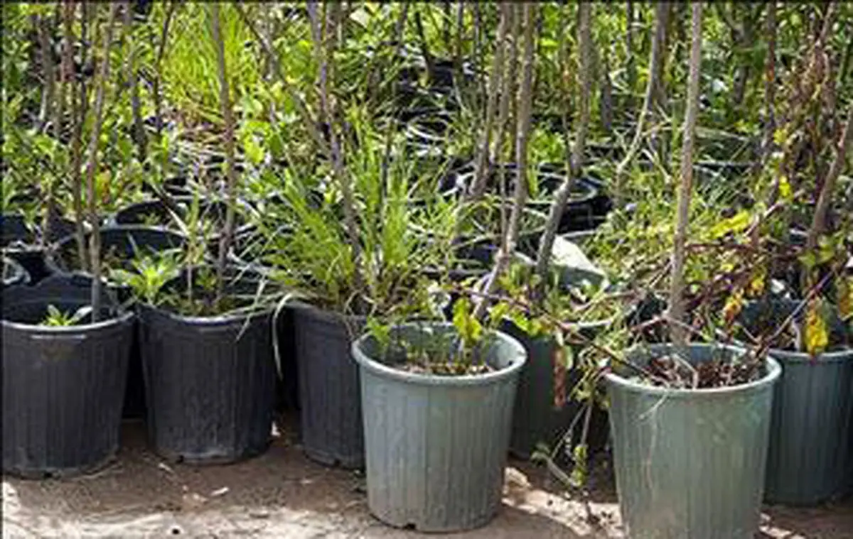 اهداء نهال رایگان به شهروندان تهرانی