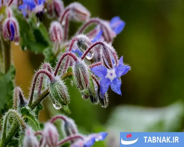پاییز؛ شکوه رنگ‌ها در چهار گوشه جهان/گزارش تصویری