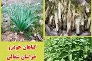 گیاهان خوراکی بهاری میهمان سفره های مردم خراسان شمالی