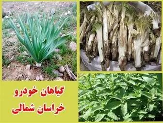 گیاهان خوراکی بهاری میهمان سفره های مردم خراسان شمالی