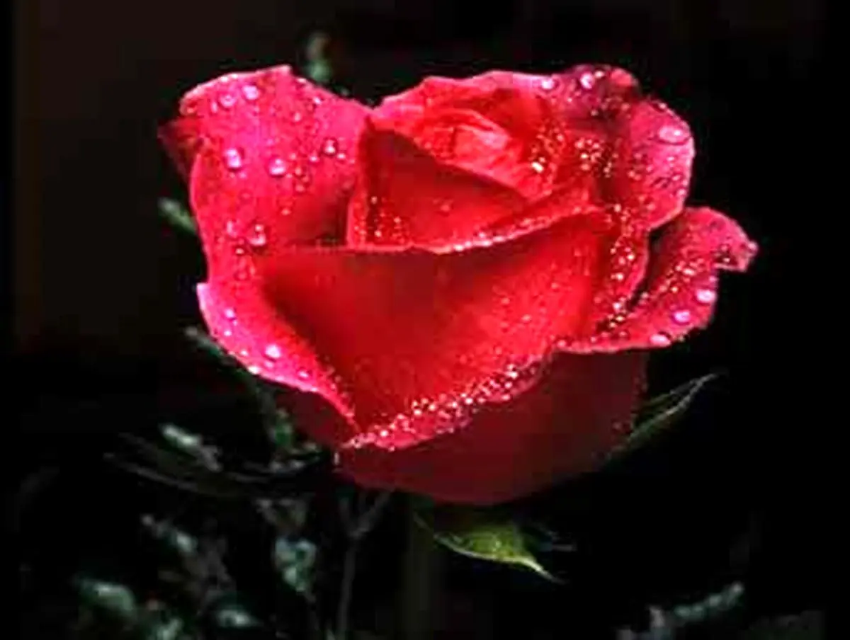 پاداش نیکی به همسر(زن)