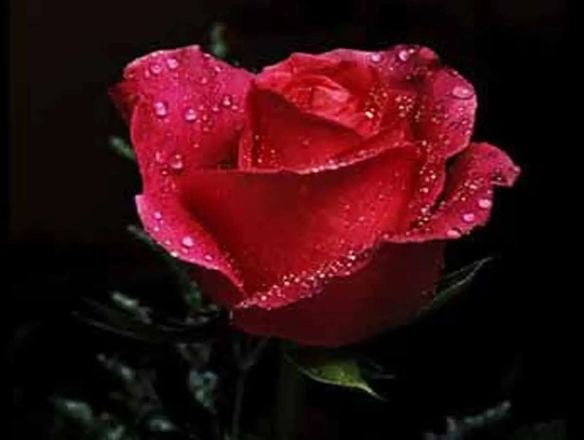 پاداش نیکی به همسر(زن)