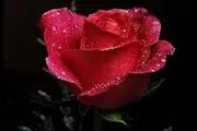 پاداش نیکی به همسر(زن)