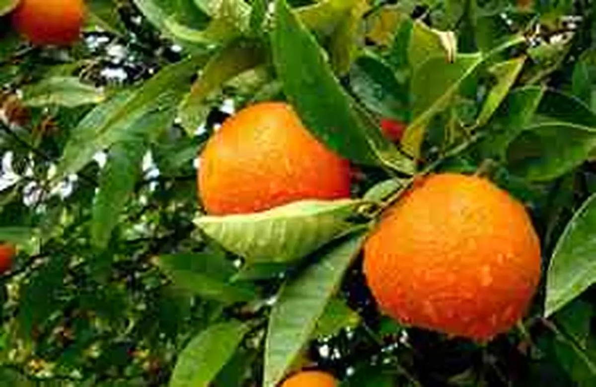 خسارت وارده به باغداران شمال استان جبران می شود