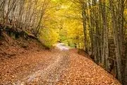 پاییز جنگل‌های کلاردشت /گزارش تصویری