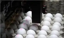 تولید تخم مرغ به یک میلیون تن می رسد