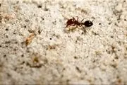 مورچه داعشی کشف شد! +تصاویر 