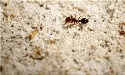 مورچه ها هرگز در ترافیک نمی‌‌مانند!