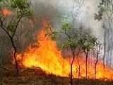آتش‌سوزی جنگل‌های آستارا مهار شد