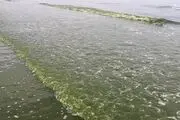 دریای بندرعباس سبز شد/ عکس