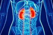 بهترین مواد غذایی برای تقویت سلامت کلیه
