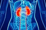 بهترین مواد غذایی برای تقویت سلامت کلیه
