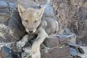 
نجات توله گرگ گرفتار درصخره ها ی شهرستان زاوه + عکس
