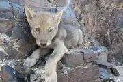 
نجات توله گرگ گرفتار درصخره ها ی شهرستان زاوه + عکس
