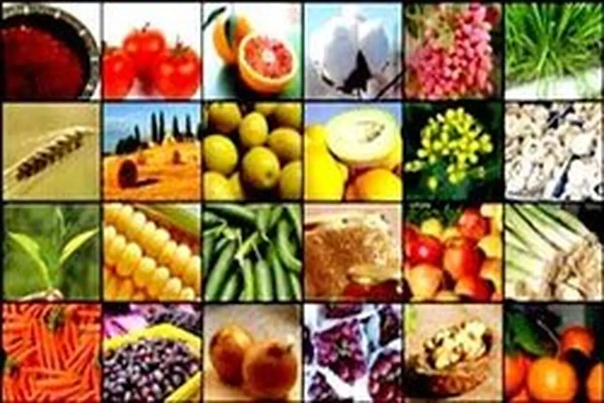 تخم مرغ و میوه گران شد