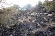 
3 هکتار از جنگلهای باغات در آتش سوخت