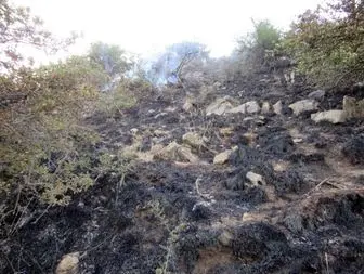 
3 هکتار از جنگلهای باغات در آتش سوخت
