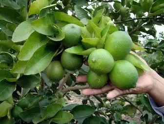 جابجایی محموله لیمو ترش در هرمزگان ممنوع شد