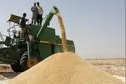طلب کشاورزان استان کرمانشاه هفته آینده پرداخت می‌شود 