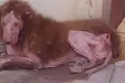توضیحات محیط زیست در رابطه با حیوان عجیب در همدان
