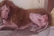 توضیحات محیط زیست در رابطه با حیوان عجیب در همدان

