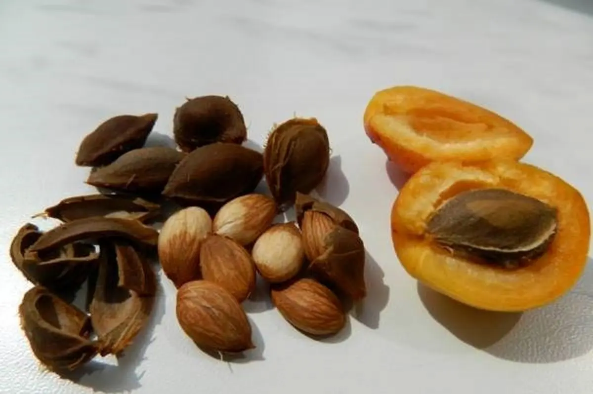 خواص اعجاب انگیز هسته زردآلو