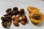 خواص اعجاب انگیز هسته زردآلو