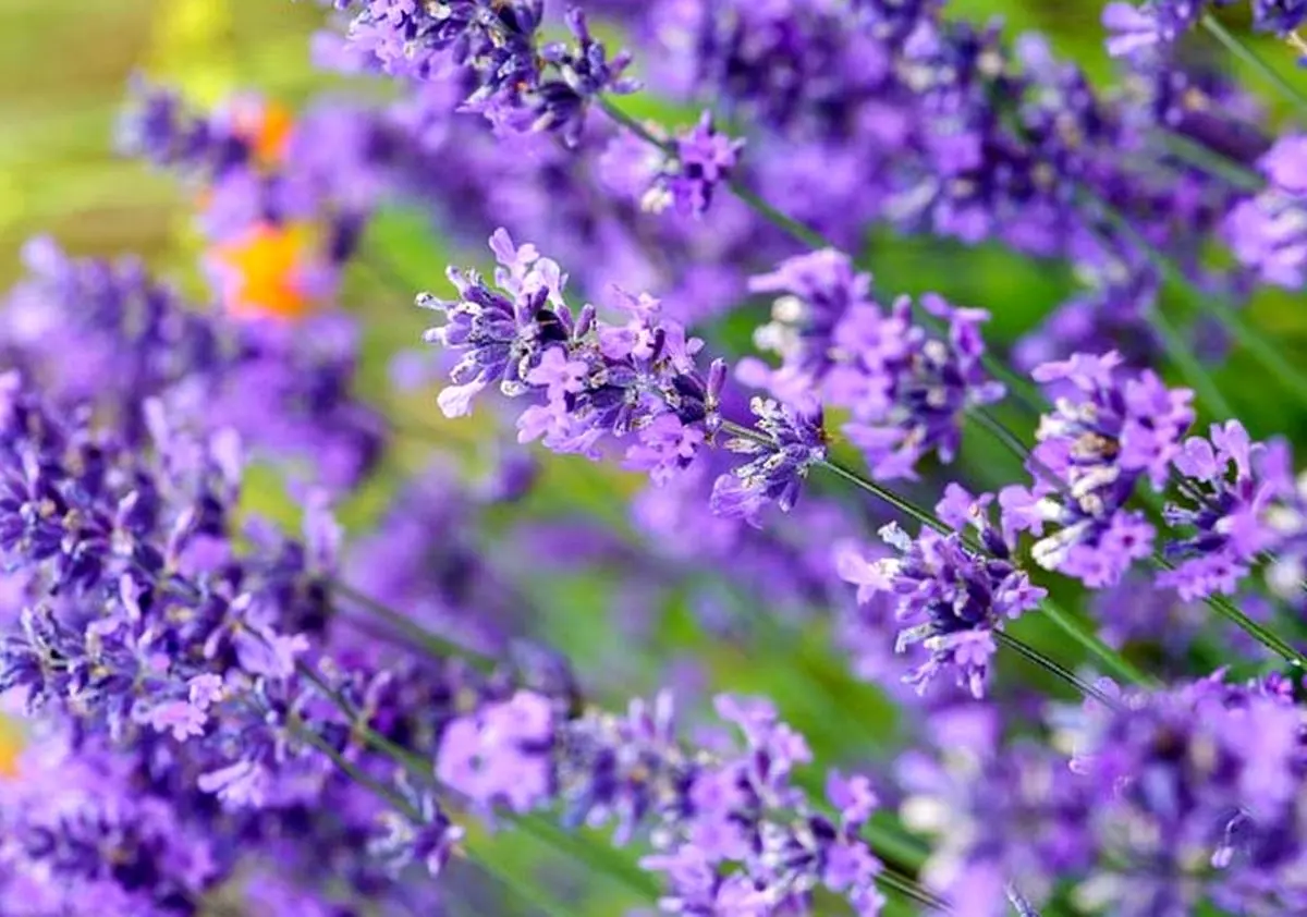 خطرهای استفاده از روغنی معطر برای کودکان