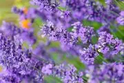 خطر‌های استفاده از روغنی معطر برای کودکان
