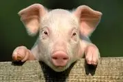 جنگ تجاری صنعت گوشت خوک در آمریکا و چین را نابود می‌کند
