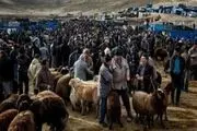 گوشت تبریز خارج از نظارت ذبح می‌شود