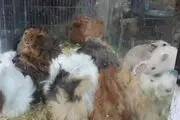شهرداری قزوین با جانوران موذی ناقل بیماری مبارزه
می‌کند
