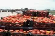 گوجه رودبار زیر تابش آفتاب برجام آب رفت+تصاویر