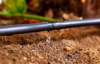 اهمیت بکارگیری سیستم آبیاری قطره ای در شرایط کمبود آب