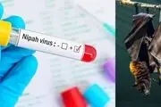 ویروس کشنده هندی نیپا چگونه است|  علایم کشنده ویروس Nipah