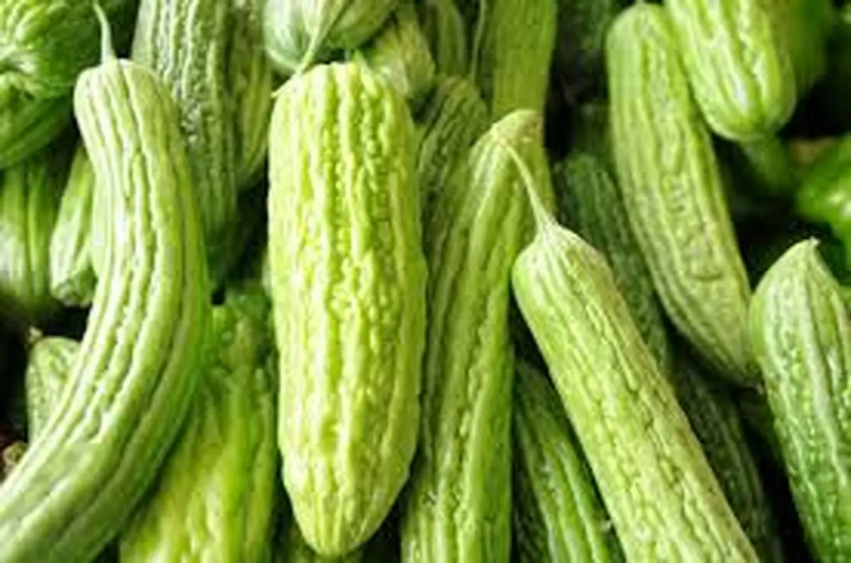 خیار چنبر تلخ چه خواصی دارد؟