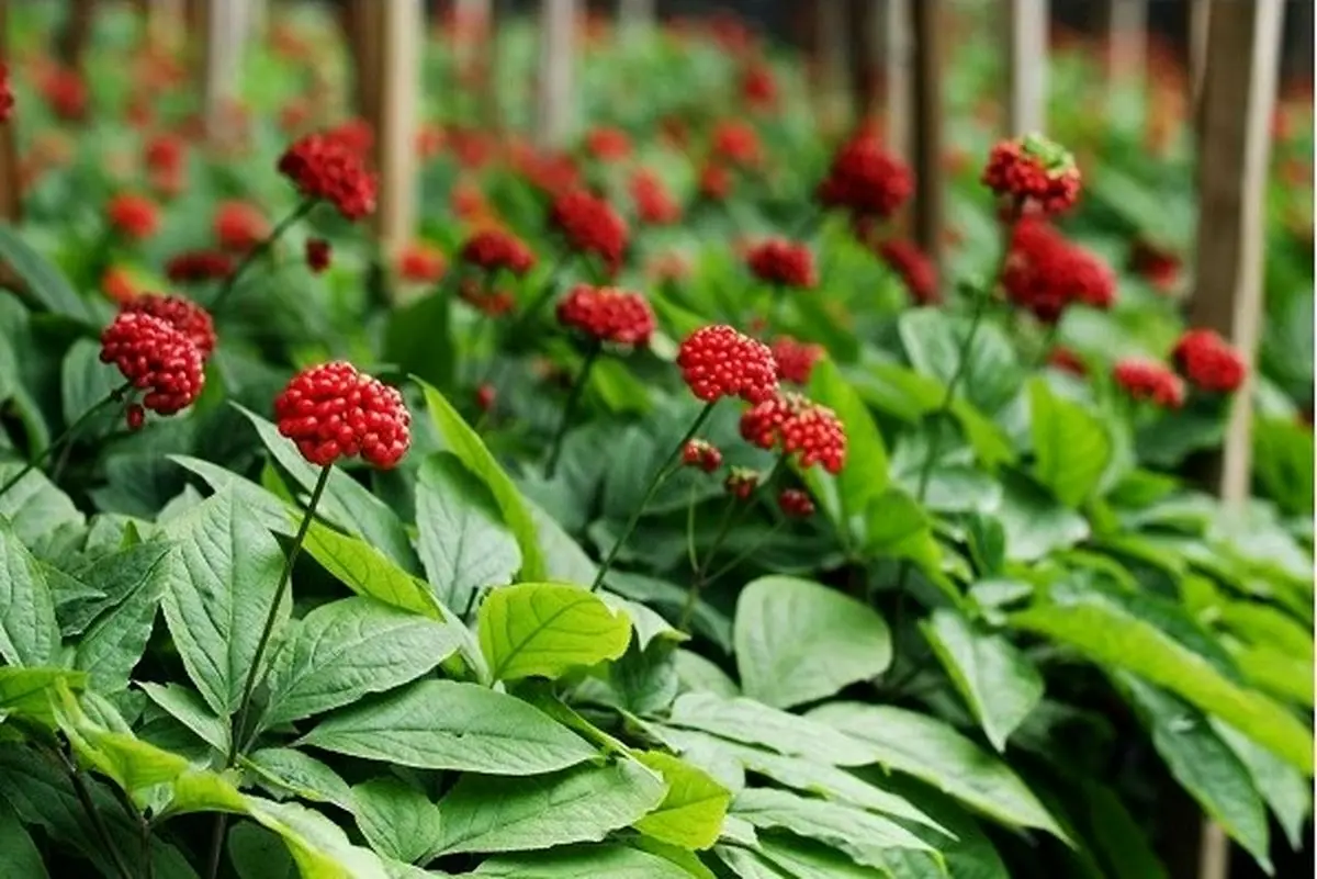 فواید درمانی ، عوارض جانبی و تداخلات دارویی جینسنگ