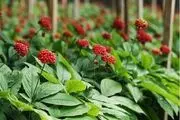 فواید درمانی ، عوارض جانبی و تداخلات دارویی جینسنگ
