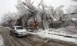 سقوط درخت روی خودرو به‌دلیل بارش برف+ عکس
