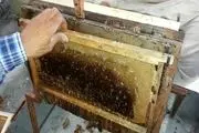 برداشت چهل تن عسل در شهرستان تنگستان+تصاویر