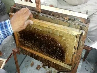 برداشت چهل تن عسل در شهرستان تنگستان+تصاویر