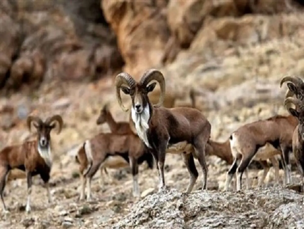 مرال های پردیسان خراسان شمالی چشم انتظار سرمایه گذاران