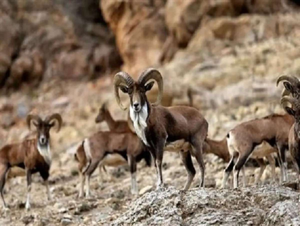 مرال های پردیسان خراسان شمالی چشم انتظار سرمایه گذاران