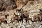 مرال های پردیسان خراسان شمالی چشم انتظار سرمایه گذاران