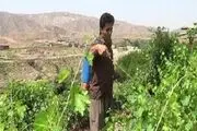 ماه رمضان به کشاورزی ام برکت می دهد