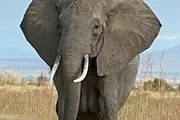  ایستادن فیل روی دو پا/ عکس