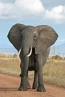  شستشوی فیل/ عکس