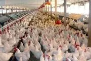 بحران مرغ‌های تخم‌گذار 
